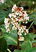 BERGENIA CORDIFOLIA,  ALBA,  PORTRAIT