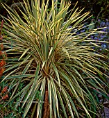 CORDYLINE AUSTRALIS TORBAY DAZZLER (AGM)