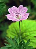 GERANIUM SANGUINEUM GLENLUCE