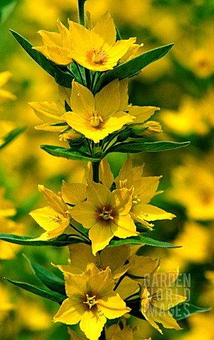 _LYSMACHIA__PUNCTATA__DOTTED__LOOSESTRIFE_FLOWERS