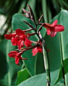 CANNA IRIDIFLORA EHEMANII