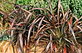 PHORMIUM TENAX PLATTS BLACKCIN RAISED BED