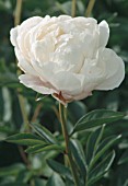 PAEONIA ALICE HARDING, (PEONY ALICE HARDING)