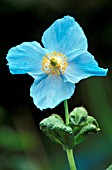 MECONOPSIS BETONICIFOLIASYN MECONOPSIS BAILEYIHIMALAYAN BLUE POPPY