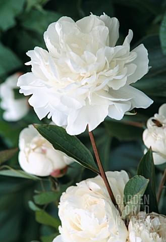 PAEONIA_FESTIVA_MAXIMA