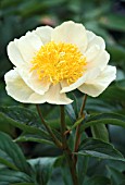 PAEONIA CLAIRE DE LUNE