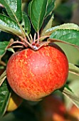 MALUS DOMESTICA BRAEBURN, (APPLE BRAEBURN)