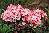 KALMIA LATIFOLIA OLYMPIC FIRE CALICO,  BUSH,  MOUNTAIN,  LAUREL