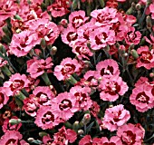 DIANTHUS EVENING STAR