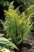 DRYOPTERIS CYCADINA,  FERN,  DRYOPTERIDACEAE,  WHOLE PLANT