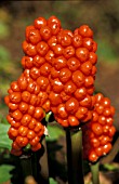 ARUM ITALICUM SUBSP. ITALICUM MARMORATUM, (SYN. ARUM ITALICUM SUBSP. ITALICUM PICTUM), (AGM).