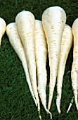 PARSNIP LANCER (PASTINACEA SATIVA)