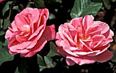 ROSA COLCHESTER BEAUTY FLORIBUNDA ROSE,  ROSE