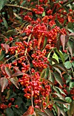 EUONYMUS EUROPEAUS RED CASCADE,  SPINDLE TREE