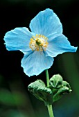 MECONOPSIS