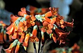 KALANCHOE DELAGOENSIS