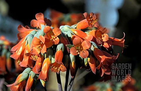 KALANCHOE_DELAGOENSIS