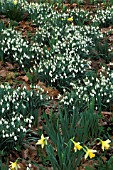 GALANTHUS NIVALIS,   COMMON SNOWDROP,  MASS OF FLOWERS