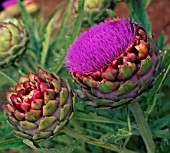 CYNARA SCOLYMUS GREEN GLOBE, (GLOBE ARTICHOKE GREEN GLOBE)