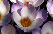 CROCUS CHRYSANTHUS BLUE PEARL