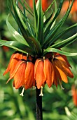 FRITILLARIA IMPERIALIS