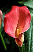 ZANTEDESCHIA ROSE RED,  CLOSE UP, PINK, FLOWER