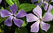 VINCA MAJOR