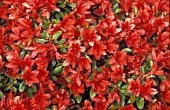 RHODODENDRON ADDY WERY,  RED, FLOWERS, CLOSE UP