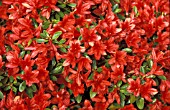 RHODODENDRON ADDY WERY,  RED, FLOWERS, CLOSE UP