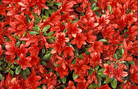 RHODODENDRON_ADDY_WERY__RED_FLOWERS_CLOSE_UP
