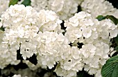 VIBURNUM PLICATUM VAR. TOMENTOSUM POPCORN,  DOUBLEFILE VIBURNUM