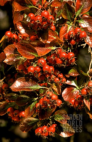 _CRATAEGUS_PRUNIFOLIA__IN_AUTUMN