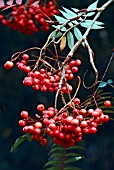 SORBUS EASTERN PROMISE