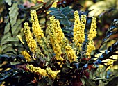 MAHONIA LOMARIIFOLIA