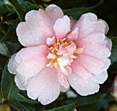 CAMELLIA SPARKLING BURGUNDY