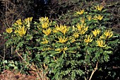 Mahonia X Media Buckland See Comment On Lionel Fortescue