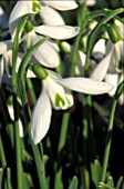 GALANTHUS,  ATKINSII