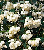 PHILADELPHUS SNOWBELLE