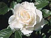 ROSA PRINCESS OF WALES