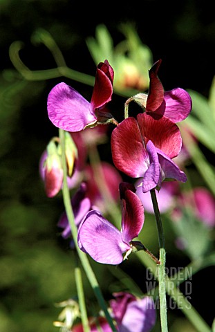 LATHYRUS_ODORATUS_MATUCANA