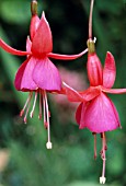 FUCHSIA BEACON