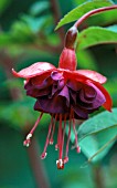 FUCHSIA DOLLAR PRINCESS