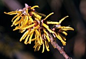 HAMAMELIS MOLLIS BREVIPETALA