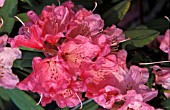 RHODODENDRON NOBLEANUM COCCINEUM,  PINK, FLOWERS, CLOSE UP