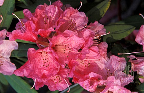 RHODODENDRON_NOBLEANUM_COCCINEUM__PINK_FLOWERS_CLOSE_UP
