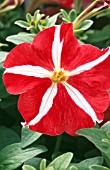 PETUNIA BRAVO RED STAR