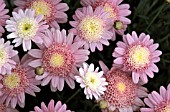 ARGYRANTHEMUM TWINKLE ROSE,  PINK, SEMI DOUBLE, FLOWER