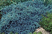 JUNIPERUS SQUAMATA BLUE STAR