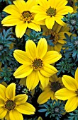 BIDENS FERULIFOLIA MARIETTA GOLD SPARK