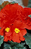 BEGONIA TUBERHYBRIDA FORTUNE RED